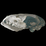 metatherian