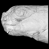 Hydrolagus