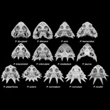Phrynosoma