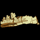 Teinolophos