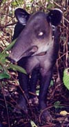 Tapirus bairdii