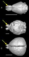 comparative endocasts