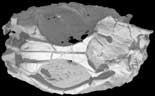 AMNH 21444