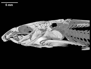 Acanthocleithron chapini