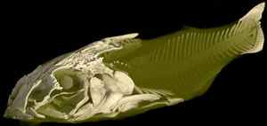 Acanthocleithron chapini