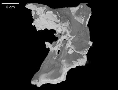 Acrocanthosaurus atokensis