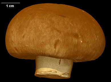 Agaricus bisporus