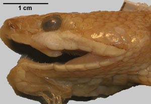 Agkistrodon contortrix