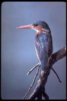 kingfisher