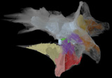 <i>Alioramus altai</i>, Tyrannosauroid