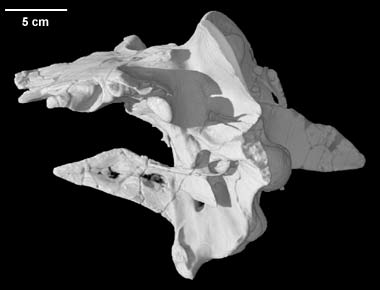 Allosaurus fragilis