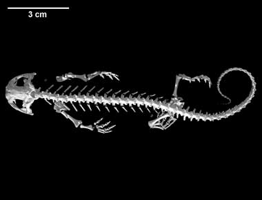 Ambystoma tigrinum