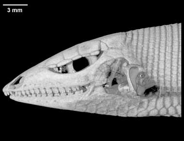 Angolosaurus skoogi