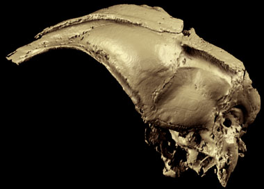 Archaeopteryx lithographica