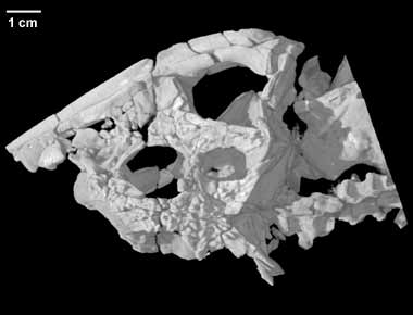 Arretosaurus ornatus