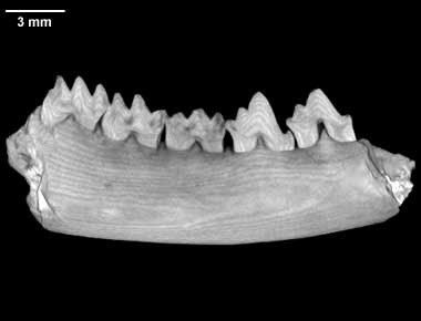 Arundelconodon hottoni