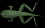 Tailed Frog