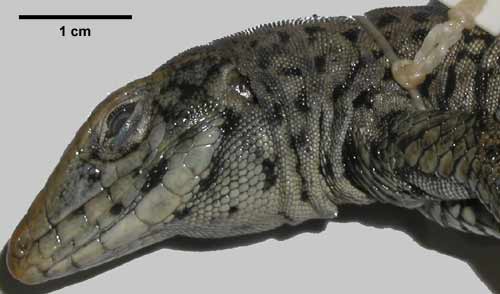 Aspidoscelis tigris