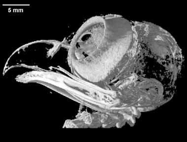 Athene cunicularia