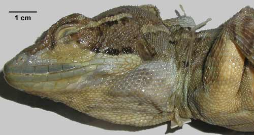 Basiliscus basiliscus