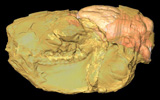 Oreodont, <i>Bathygenys reevesi</i>