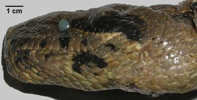 Boa constrictor