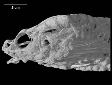 Bothragonus swanii