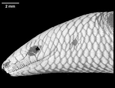 Brachymeles gracilis