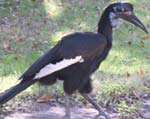 hornbill