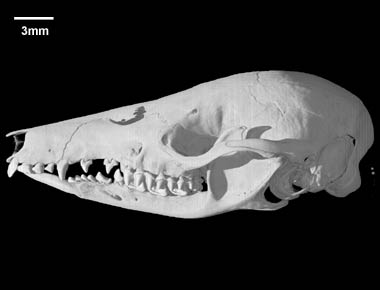 Caenolestes fuliginosus