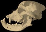 <i>Canis familiaris</i>, Bulldog