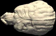 Axial spin of cranial endocast