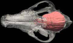 Axial spin of endocast with skull