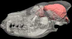 Horizontal spin of endocast with skull