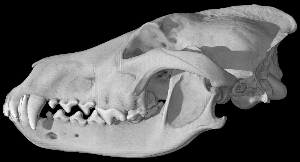 Digimorph - Canis lupus lycaon (gray wolf)