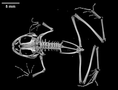 Ceuthomantis smaragdinus