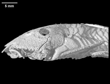 Chaetostoma cf. milesi