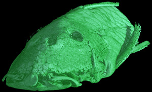 Chaetostoma sp.