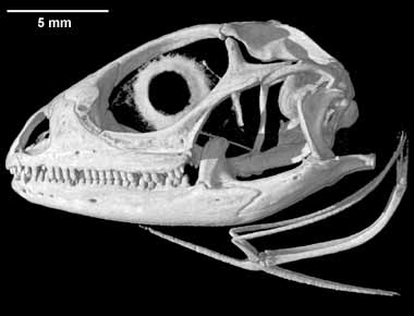 Chalarodon madagascariensis