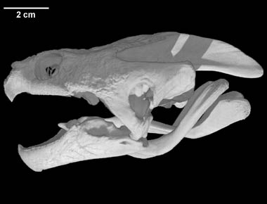 http://www.digimorph.org/specimens/Chelydra_serpentina/specimen.jpg