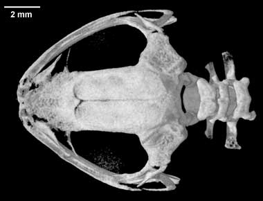 Chirixalus idiootocus