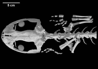 Chiropterotriton magnipes