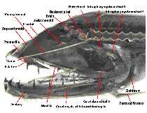 lateral view of head