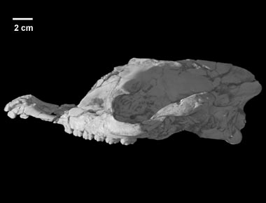 Colodon cf. occidentalis