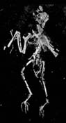 ventral view of skeleton