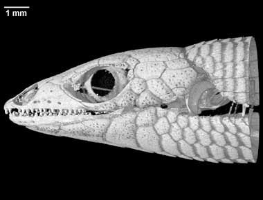 Cordylosaurus subtessellatus