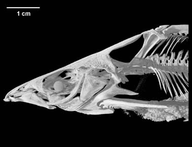 Cranoglanis bouderius