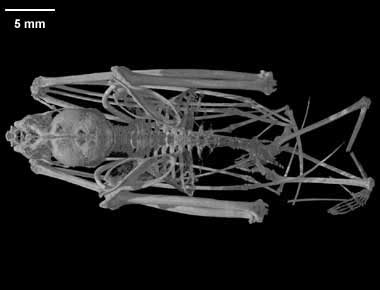 Craseonycteris thonglongyai