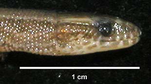 Cricosaura typica