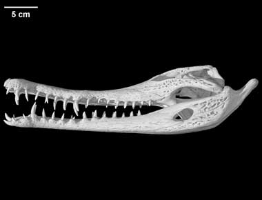 Crocodylus cataphractus